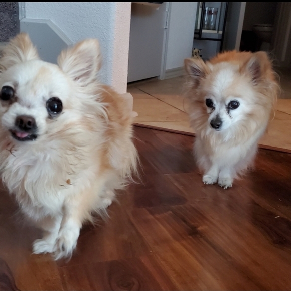 NEW Cole Haan Sunglasses AUTHENTIC NEW with case FINAL PRICE - Picture 10 of 12